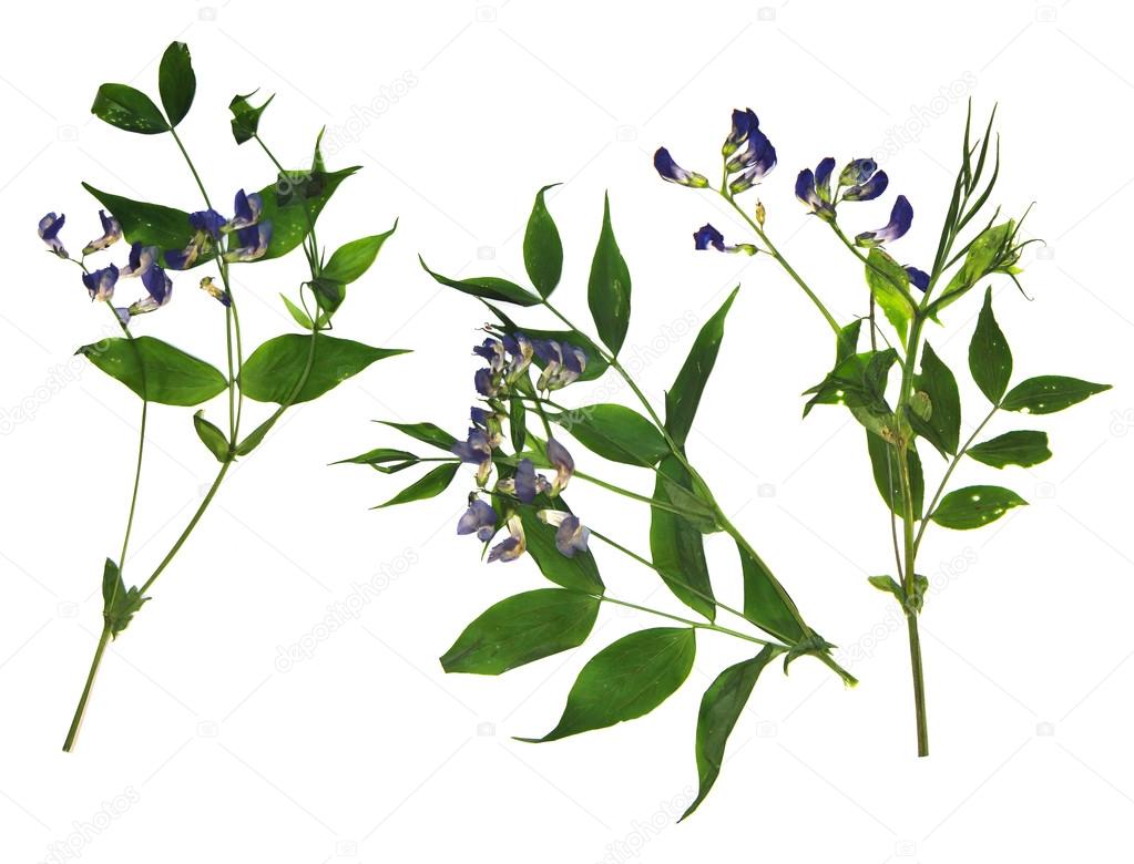 Dry sweet pea flower set of blue flowers and fresh green leaf cl Stock