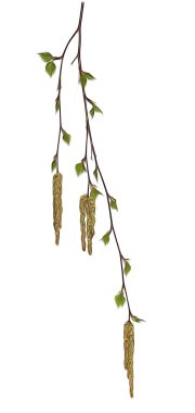 boyama, boğuluyorum huş dal çiçekli kedicikler ile yağ, çiçek