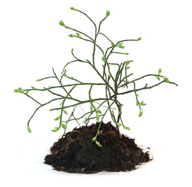 bir parça toprak ve kökleri f ile yağlı boya genç bush equisetum