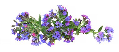 yağlı boya genç dal çiçek lungwort, taze yaprak yeşil kapat-u