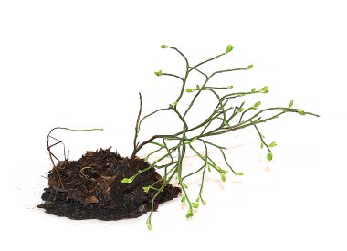 young bush equisetum, with a piece of land and roots fresh leave