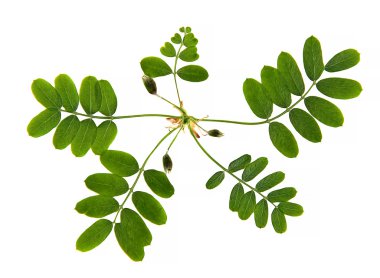 yağ perspektif çizmek, Kuru hassas yeşil yaprak taze yaprakları boya