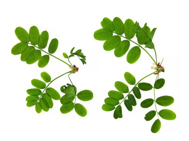 yağ perspektif çizmek, Kuru hassas yeşil yaprak taze yaprakları boya