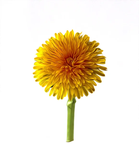 Brillante tapa diente de león aceite dibujo flor seca elementos aislados , — Foto de Stock