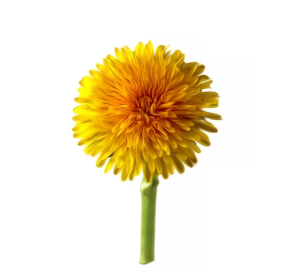 Brillante tapa diente de león aceite dibujo flor seca elementos aislados , — Foto de Stock
