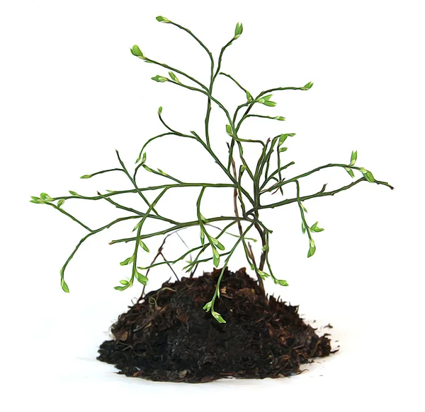 Olajfesték fiatal bush equisetum, egy darab földet és gyökerek f — Stock Fotó