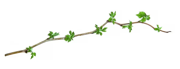 Pittura ad olio giovane ramoscello verde lampone cespuglio foglie isolate su whi — Foto Stock