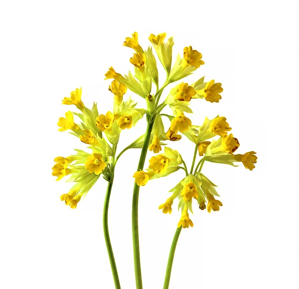 Óleo de gentio desenhar delicado primeira flor de primavera elementos isolados , — Fotografia de Stock
