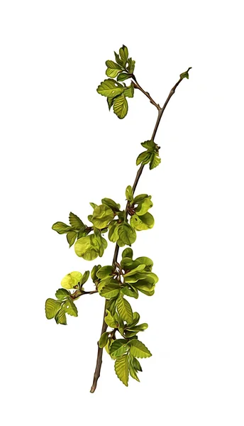 Ελαιογραφία, αντλώντας νεαρών βλαστών, φρέσκα φύλλα, πράσινα άγουρος s — Φωτογραφία Αρχείου