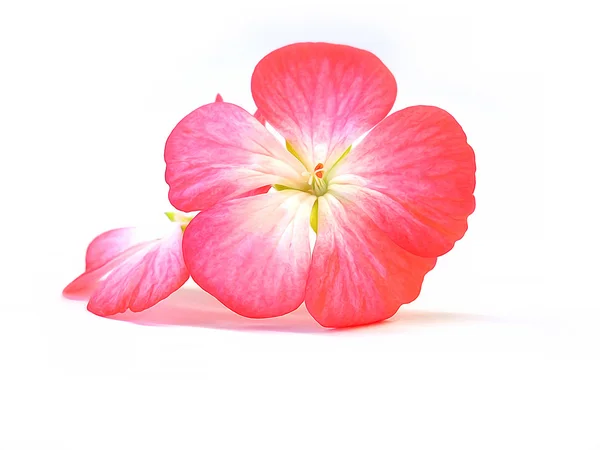 Olie geranium perspectief tekenen, schilderen van verse delicate bloemen en — Stockfoto