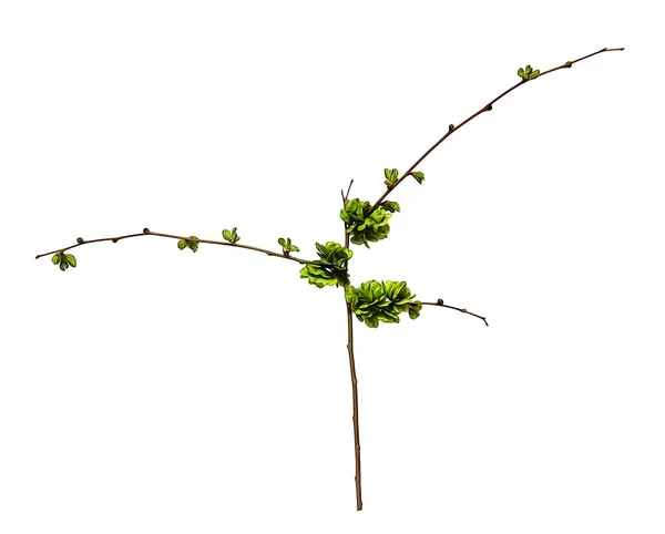 Ελαιογραφία, αντλώντας νεαρών βλαστών, φρέσκα φύλλα, πράσινα άγουρος s — Φωτογραφία Αρχείου