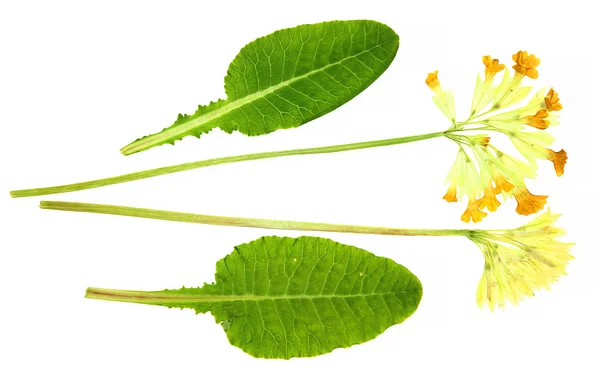 Öl zeichnen gepresste Pinselfarbe trocknen zarte kleine Frühlingsblumen a — Stockfoto