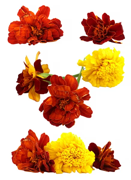 Oil draw dry delicate flowers and petals of marigold isolated o — Stock Photo, Image