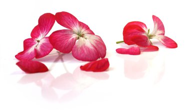 Beyaz pembe Sardunya perspektif, taze narin çiçekler ve peta