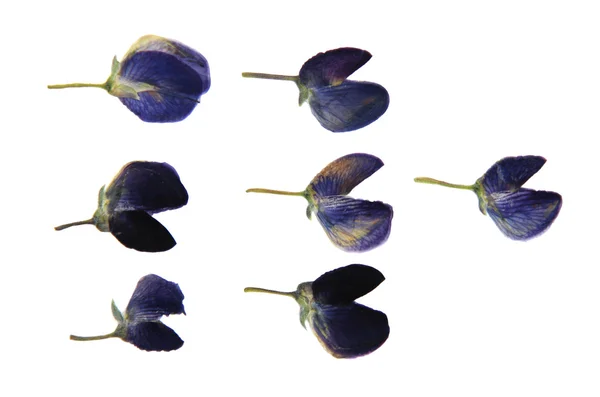 Люпин темно-синя суха перспектива, ніжні пресовані квіти і р — стокове фото