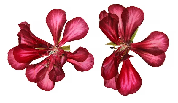 Terry Oil draw Red decoratieve Geranium perspectief, verf droge PR — Stockfoto