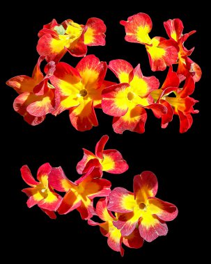 Yağ çekmek Petunya çiçek, perspektif, parlak çiçek taze ve