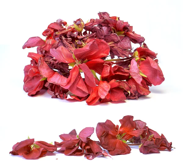 Λάδι σχεδιάσετε κόκκινο Γεράνι προοπτική, Χρωματίστε φρέσκα λουλούδια λεπτό — Φωτογραφία Αρχείου