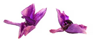 yağ çekmek perspektif, mor orkide narin çiçekler boya ve 