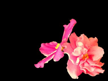 yağ viola perspektif çizmek, boya taze narin çiçekler ve evde beslenen hayvan