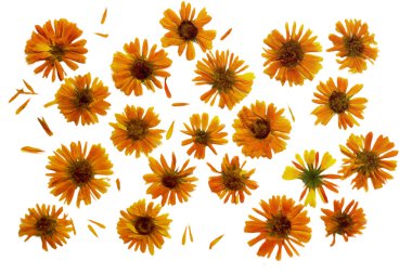 ince stra bir kafes üzerinde bitkilerin kurutulmuş sonbahar yaprakları çizim