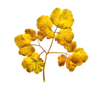 ince stra bir kafes üzerinde bitkilerin kurutulmuş sonbahar yaprakları çizim