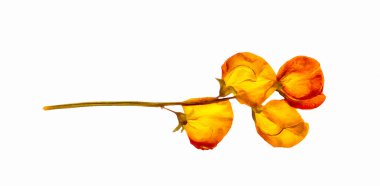 bitkiler ve dalları izole el çizimi kurutulmuş sonbaharın bırakır