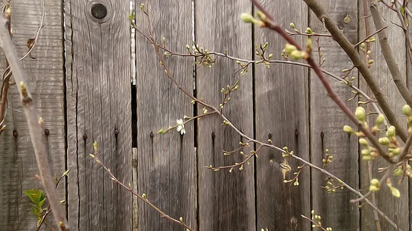 cherry blossom, the first sheet, wooden fence, boards, backgroun