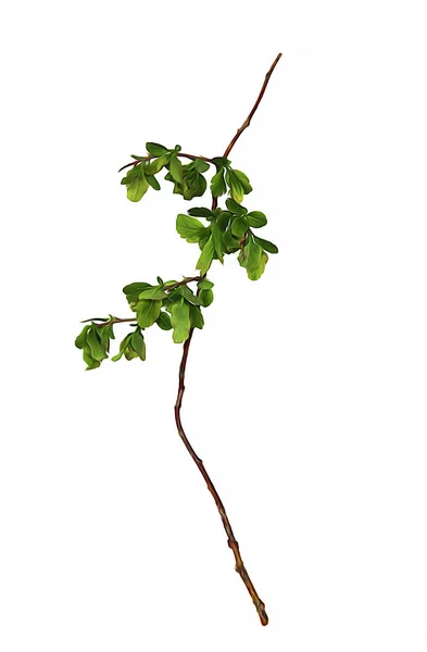 Олійна фарба сухий осінній лист молодої зеленої гілки малини кущ ізола — стокове фото