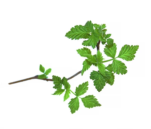 Oil paint young green twig raspberry bush isolated leaves on whi — Stock Photo, Image