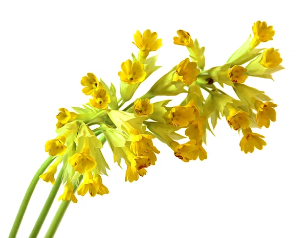 Генуезька олія малює ніжні перші весняні квіти ізольовані елементи , — стокове фото