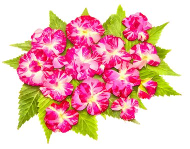 bitkilerin kurutulmuş sonbahar yaprakları çizim, çiçek ve dalları iso