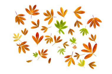 bitkilerin kurutulmuş sonbahar yaprakları çizim, çiçek ve dalları iso