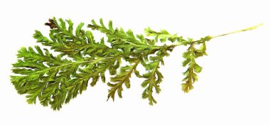 boya kuru sonbahar gümüş yaprak ahududu elemanları