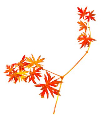 boya kuru sonbahar gümüş yaprak ahududu elemanları