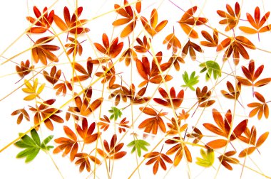 bitkiler c kurutulmuş, kurumuş, preslenmiş yaprağı çizim buket