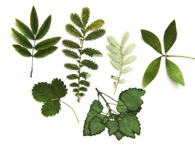 yağlı boya kuru sonbahar yaprak ahududu, adaçayı, üvez, 