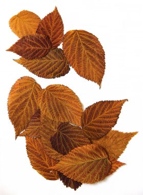 yağlı boya kuru ahududu, parlak renkler sonbahar yaprak