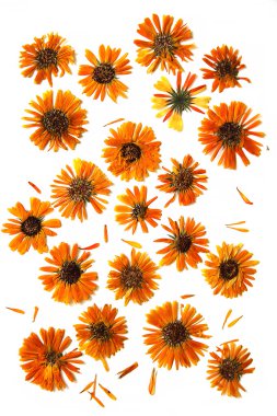 yağlı boya kuru çiçekler portakal, karalama defteri için beyaz arka plan üzerinde,