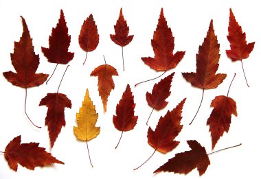 yağlı boya kuru izole dekoratif akçaağaç sonbahar yaprak