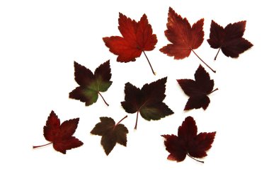 yağlı boya kuru üzümü izole sonbahar yaprak 