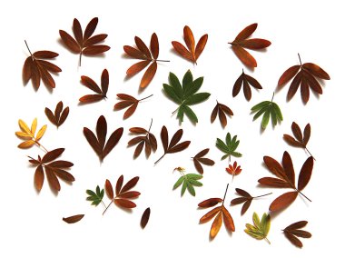 yağlı boya kuru sonbahar yaprak izole Kuril çay 