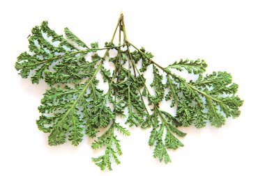 fern, fren, çim izole, yağlı boya kuru sonbahar yaprak