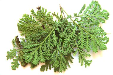 fern, fren, çim izole, yağlı boya kuru sonbahar yaprak