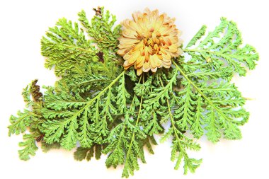 yağlı boya kuru fern, fren, çim, Kasımpatı sonbahar yaprak,