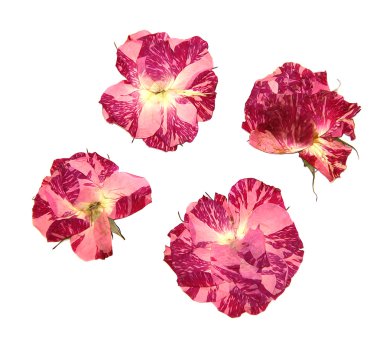 Petrol beraberlik gül düşmek izole kuru fowers boya 