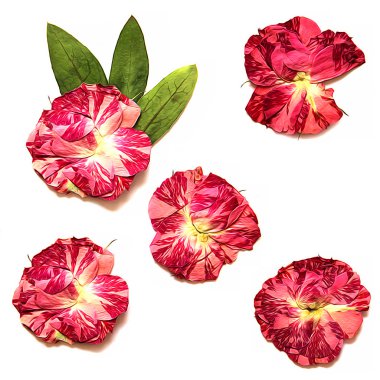 yağ çekmek gül, kuru sonbahar fowers scra için izole eleman çizmek