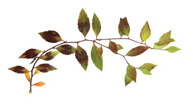 yeşil huş dalı ağaç kuru yaprak yağlı boya nesne isola çizmek