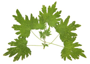 yeşil dal ağaç yağlı boya kuru yaprak nesne izole le çizmek