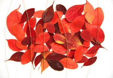 kırmızı böğürtlen dal ağaç yağlı boya kuru yaprak nesne isol çizmek